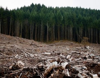 Tovább fosztogatja a romániai erdőket a Schweighofer