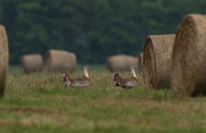 A gazdálkodókat már nem érdeklik a túzok.