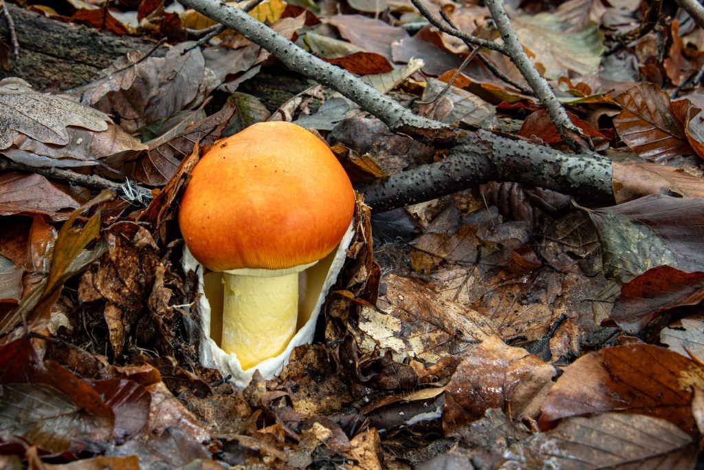 Császárgalóca, a máshol védett vadon termő gomba