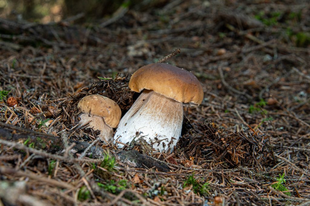 Vadon termő ízletes vargánya (Boletus edulis)
