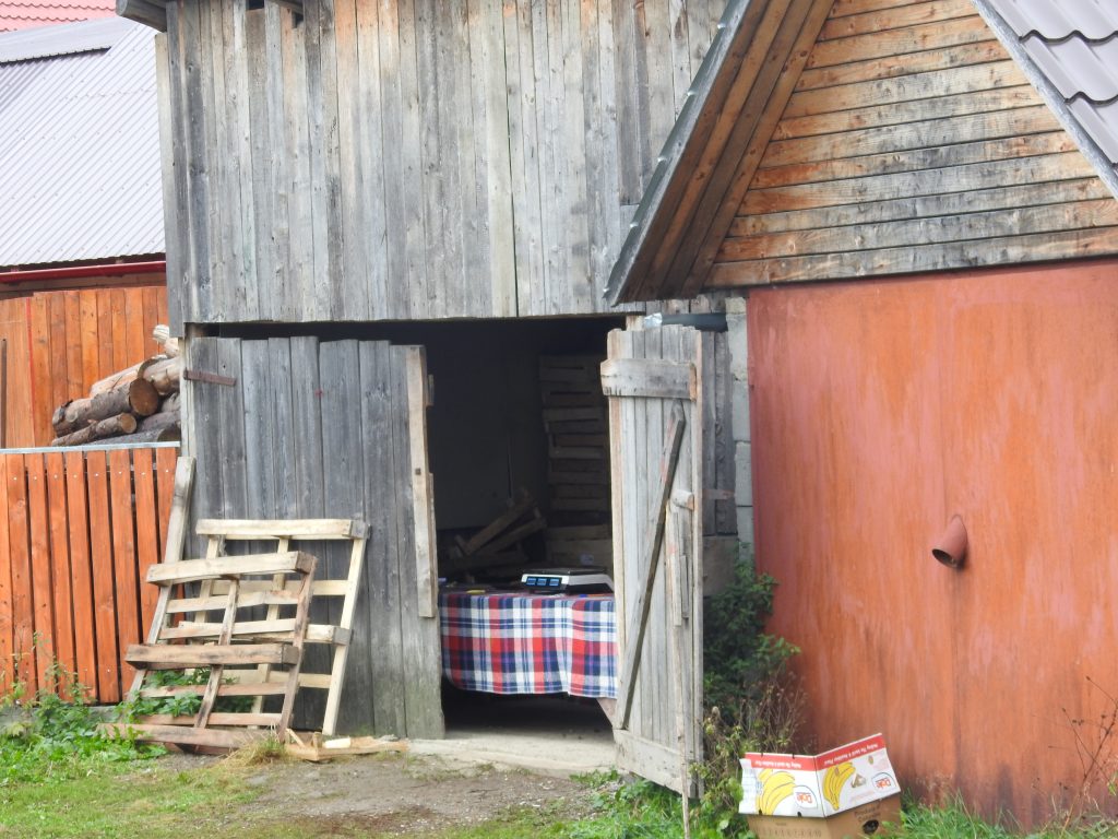 Itt veszik át Kommandón a vadon termő gombát