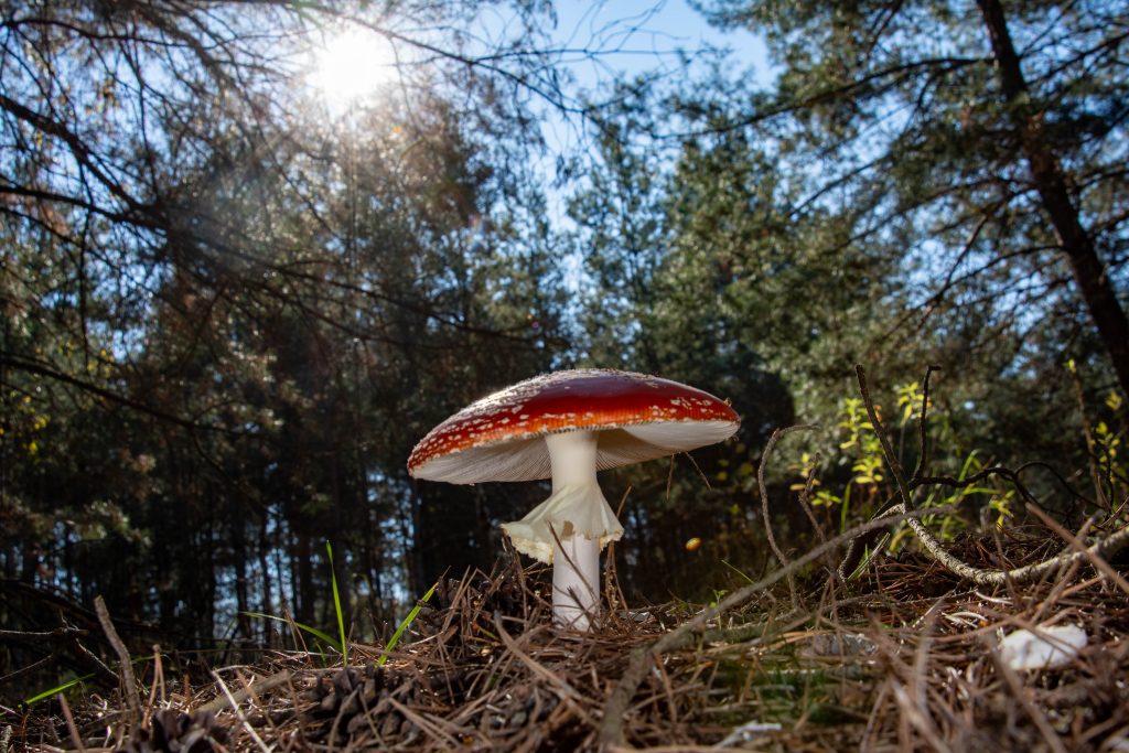 Légyölő galóca, vadon termő mérgező gomba