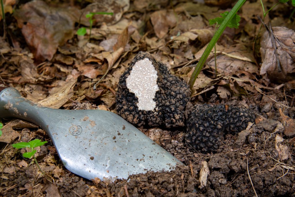 Vadon termő gombák gyűjtése
