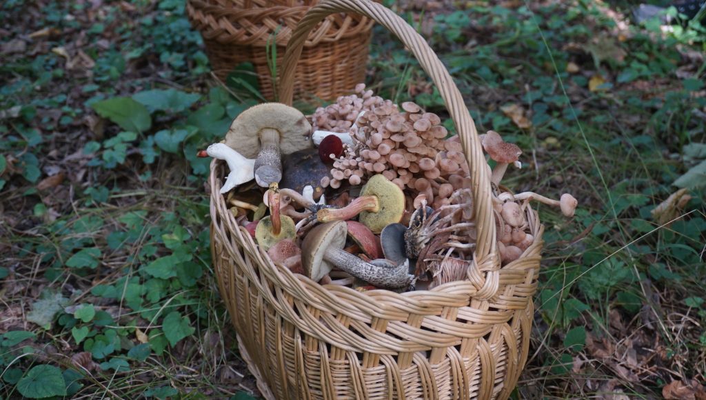 Kosárnyi vadon termő gomba