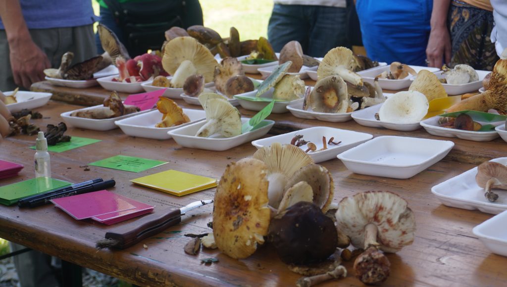 Vadon termő gombák