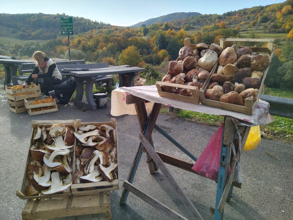 Vadon termő gombák útszéli árusítása