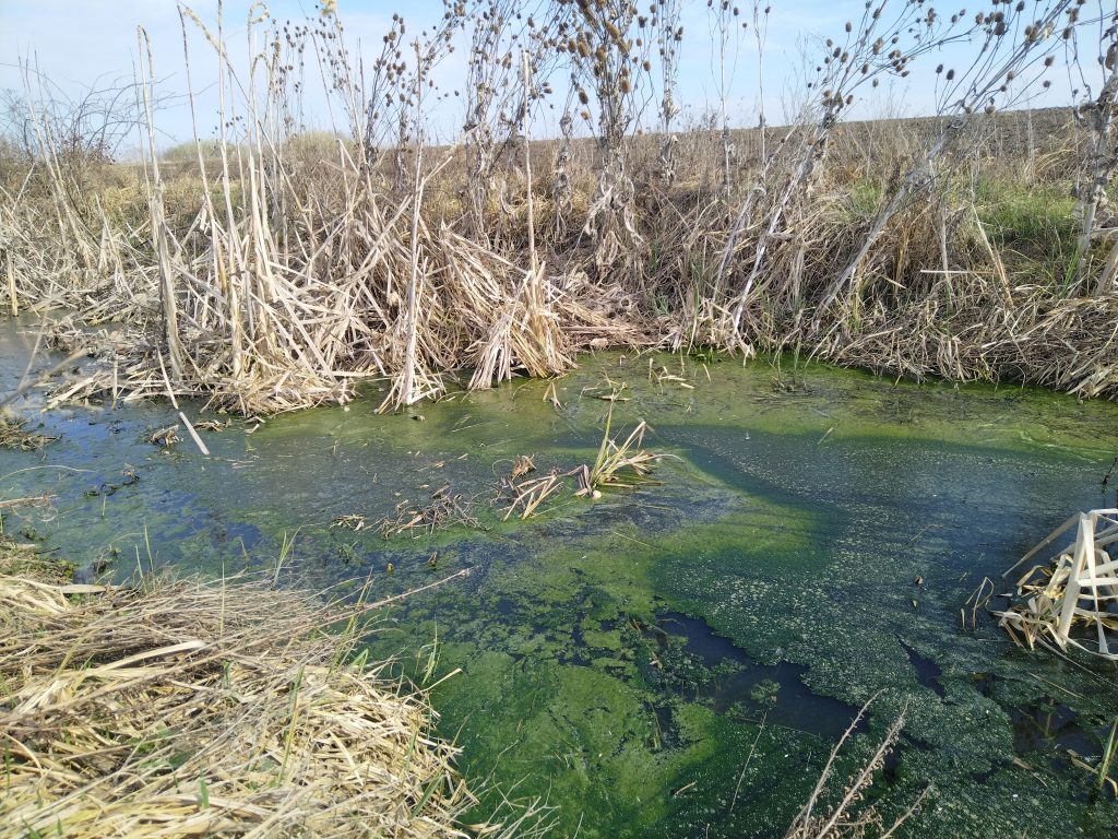 Szarhuszárok miatti vízvirágzás